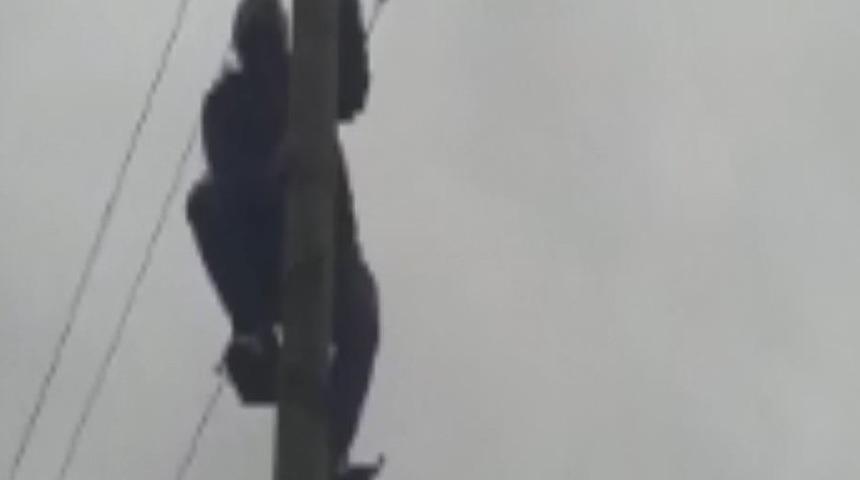 Köpekten kaçarken direkte mahsur kalan kediyi muhtar kurtardı