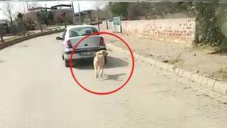 Köpeği iple otomobile bağlayarak çeken kadın sürücüye 1033 lira para cezası