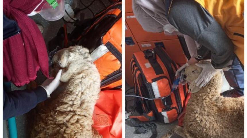 Sağlık ekiplerinin hayatta tutma çabası! Ahırda çıkan yangında 171 kuzu öldü