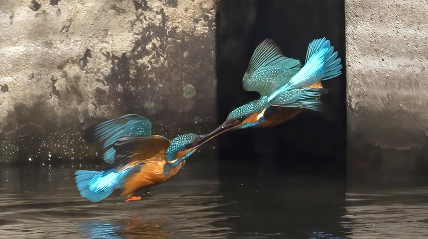İki yalıçapkının dişi kuş için savaşı! Dakikalar boyunca havada durarak...
