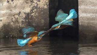İki yalıçapkının dişi kuş için savaşı! Dakikalar boyunca havada durarak...