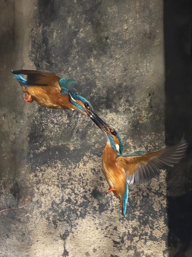 CATERS_KINGFISHER_FIGHT_05_3427979