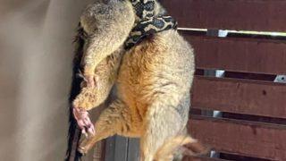 Eve geldiğinde şaşkına döndü! Dev pitonu sıçana sarılmış halde bulan adam...