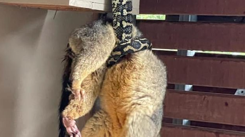 Eve geldiğinde şaşkına döndü! Dev pitonu sıçana sarılmış halde bulan adam...