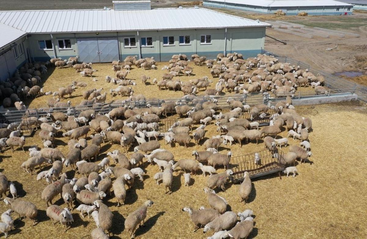 Sivas&rsquo;ta hayvan varlığı arttı