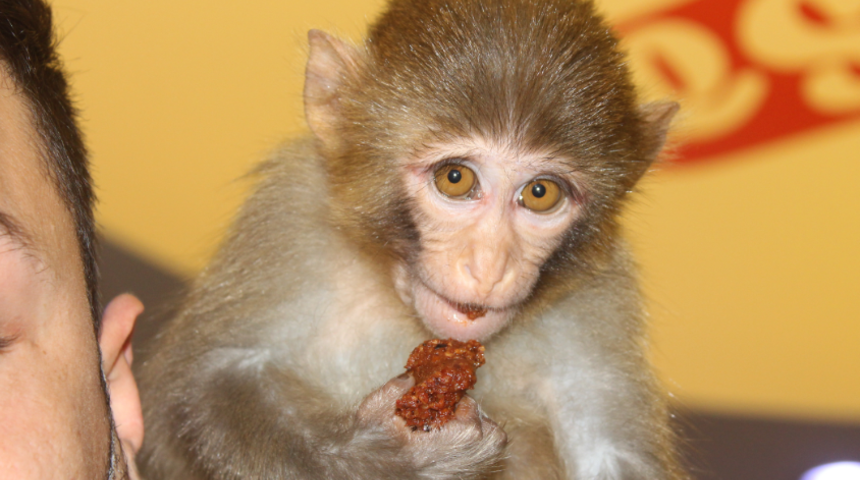 İlk tercihi muz değil!  Bu maymun acı çiğ köfte yemeden duramıyor