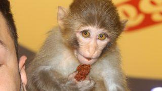 İlk tercihi muz değil!  Bu maymun acı çiğ köfte yemeden duramıyor