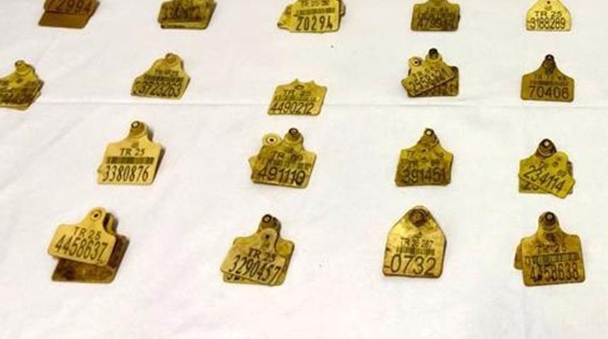 Bayburt&rsquo;tan Ardahan&rsquo;a sahte kulak k&uuml;peli hayvan sevki yapan 1 kişi yakalandı