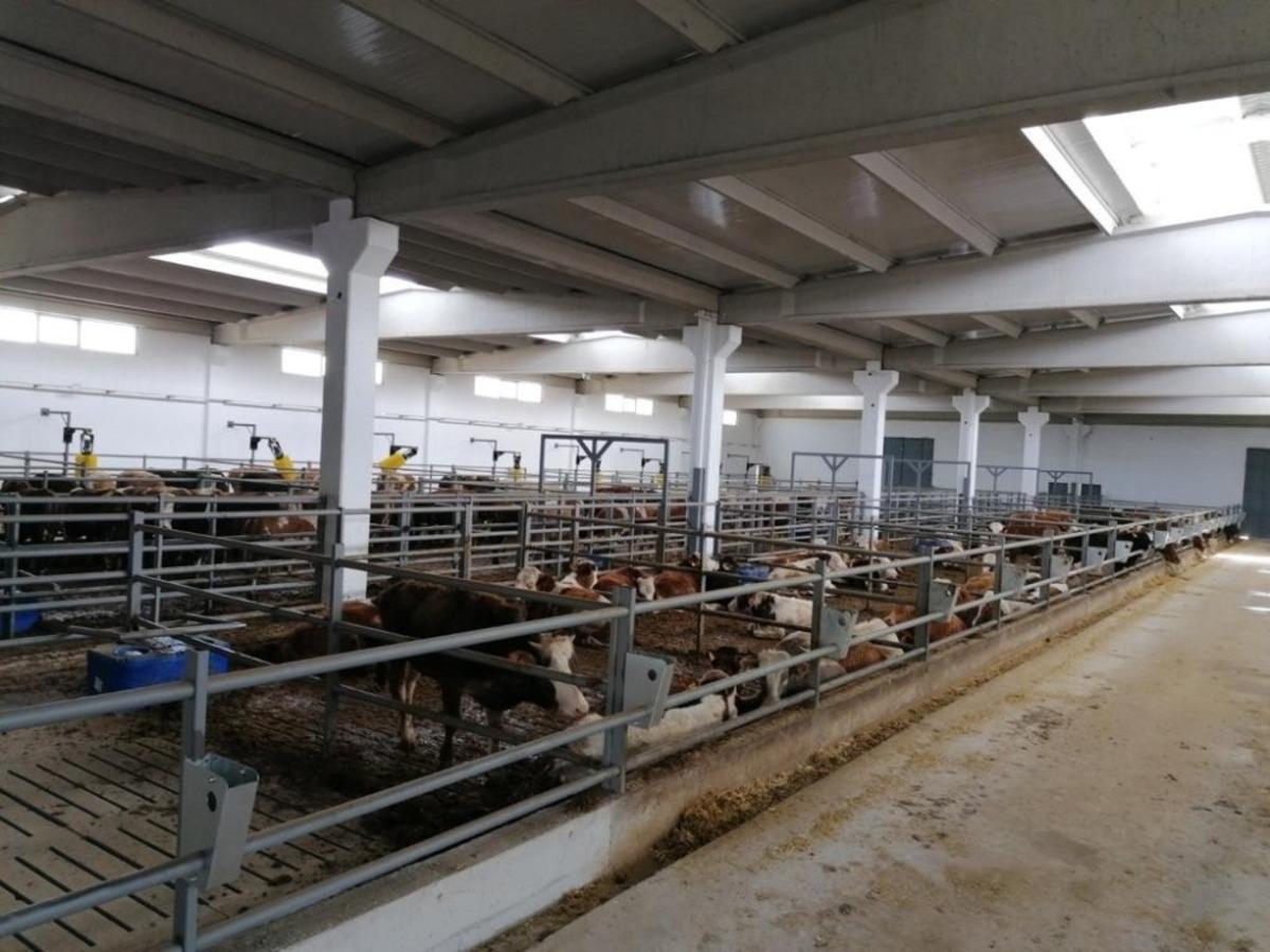 Beydeğirmeni Besi B&ouml;lgesi ilk misafirlerini ağırlamaya başladı