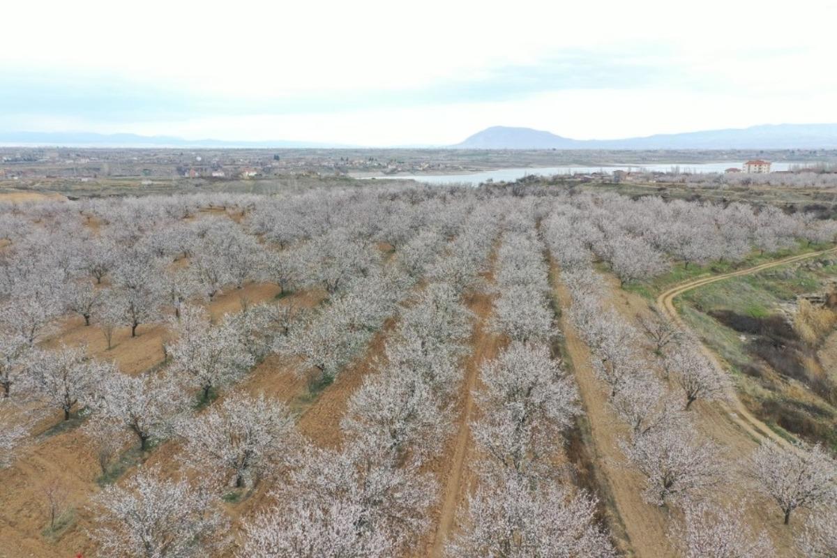 Kayısı bah&ccedil;elerinde kartpostallık g&ouml;r&uuml;nt&uuml;ler