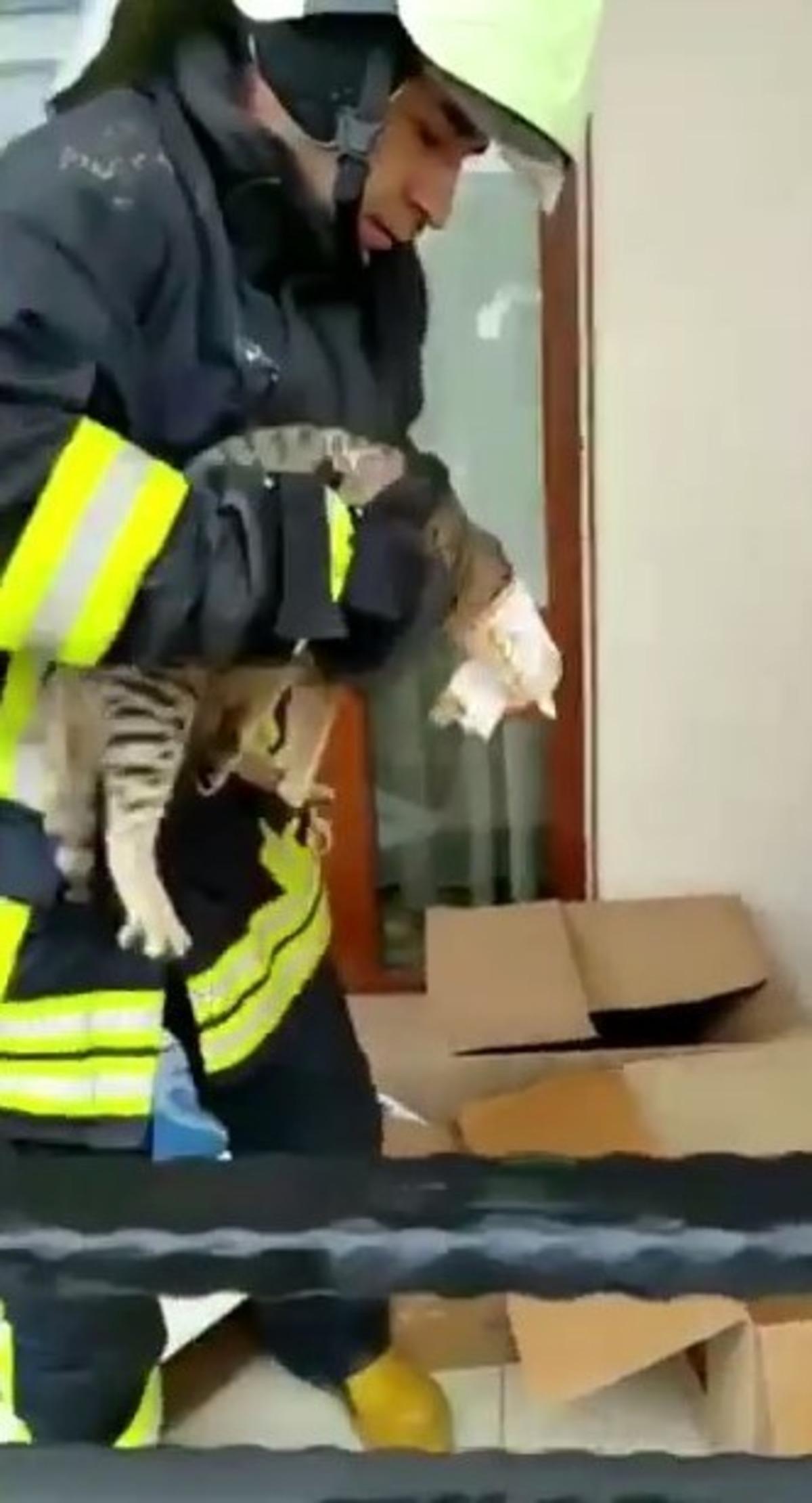 Yaramaz kedi kafasını konserve kutusuna sıkıştırdı