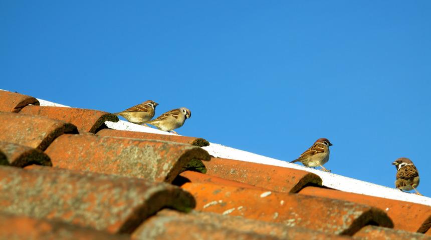 Çernobil'de serçe ölümleri artmaya başladı
