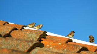 Çernobil'de serçe ölümleri artmaya başladı