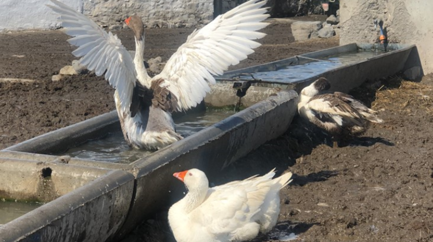 Binbir emek veriliyor! Saçakların altlarına asılarak kurutuluyorlar