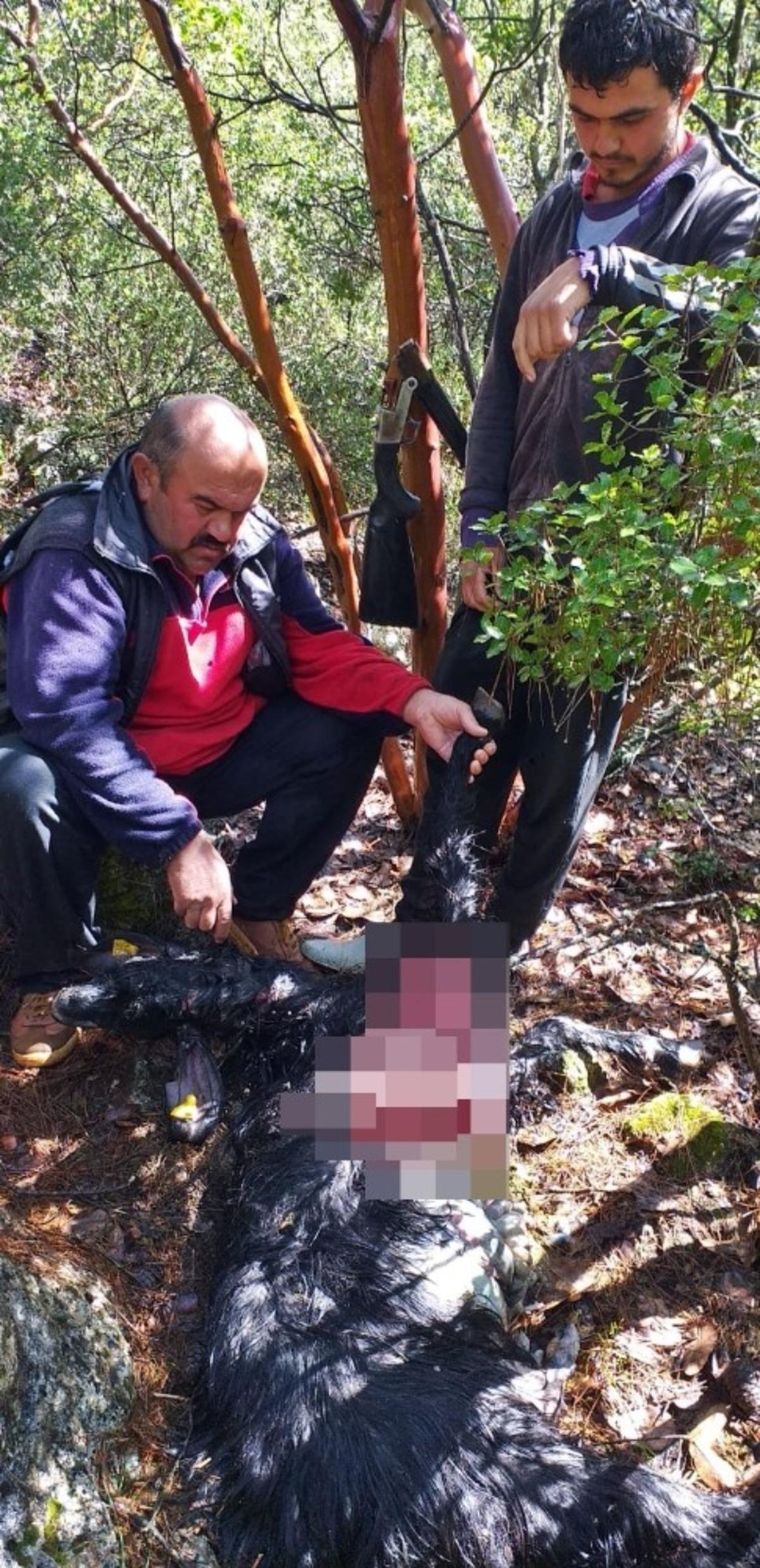 Ke&ccedil;i s&uuml;r&uuml;s&uuml;ne saldıran kurtlar 6 ke&ccedil;iyi par&ccedil;alayarak telef etti