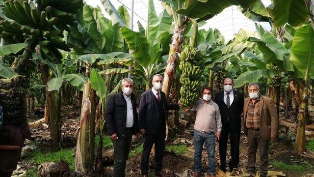 Yumurtalık’ta tropikal meyve dikimi artıyor