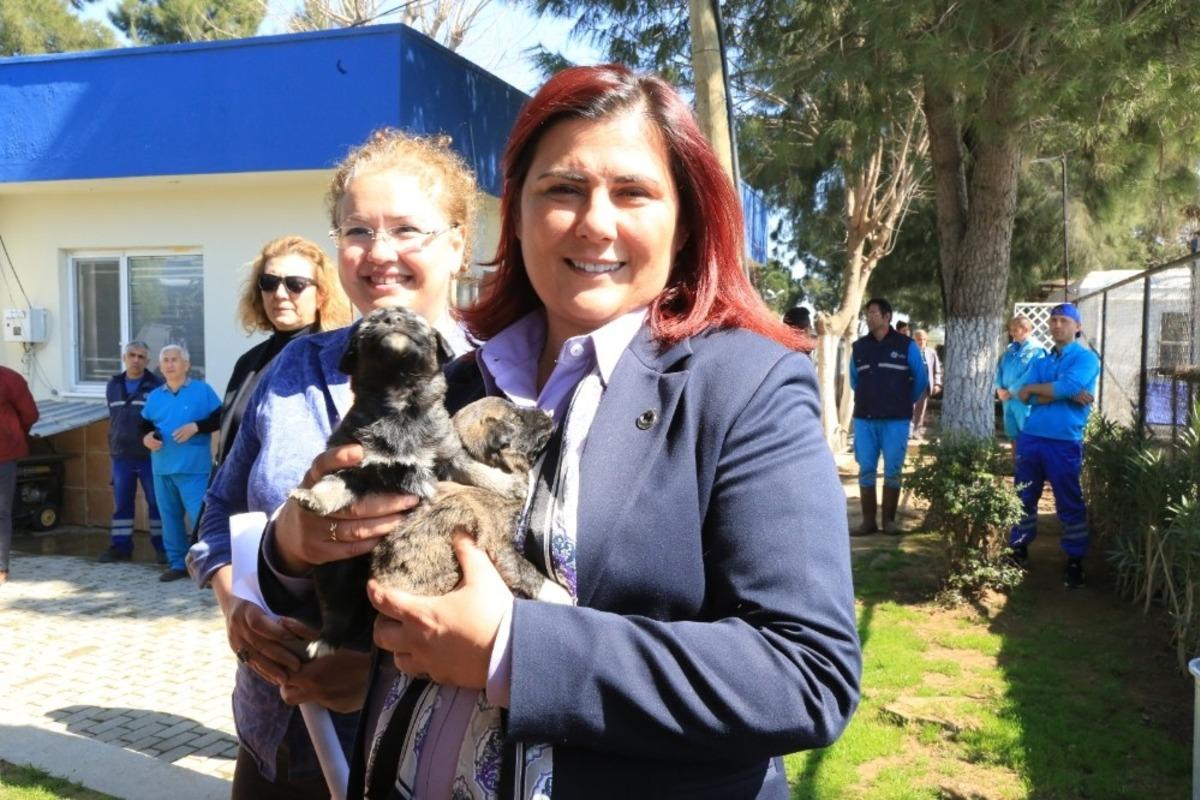 Aydın B&uuml;y&uuml;kşehir Belediyesi can dostlara sahip &ccedil;ıkıyor