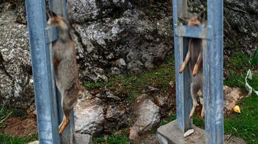 Gaziantep'te vahşet! Tilkiyi öldürüp elektrik direğine astılar