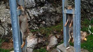 Gaziantep'te vahşet! Tilkiyi öldürüp elektrik direğine astılar