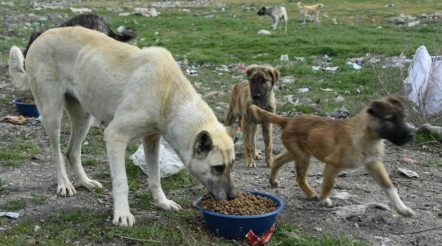 Sahipli kedi ve k&ouml;peklerin kimliklendirilmesi mecburi olacak