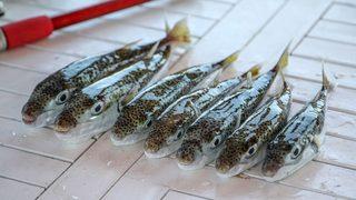 Siyanürden bile tehlikeli: Balon balığı kuyrukları 2021'de de alınacak!