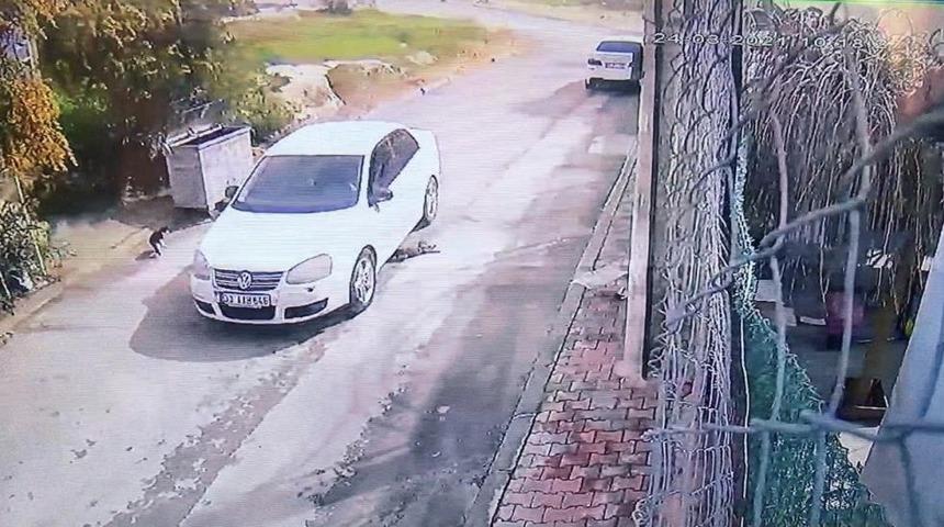 Kediyi ezerek &ouml;ld&uuml;ren s&uuml;r&uuml;c&uuml; g&ouml;zaltına alındı