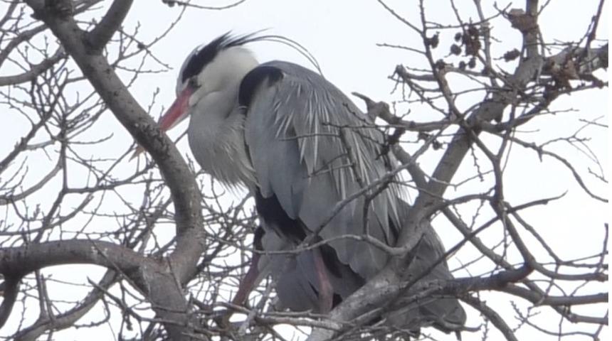 Asırlık &ccedil;ınar ağa&ccedil;larının &uuml;zerinde yuva yapan gri balık&ccedil;ıl kuşlar ilgi odağı oldu