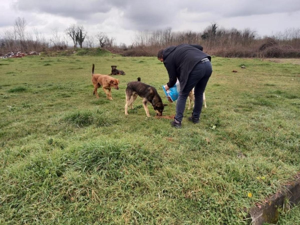 Soğuk havada sokak hayvanlarına yem desteği