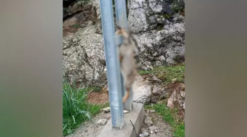 Vahşet! Hamile tilkiyi öldürüp direğe astılar