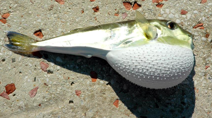 Balon balığı kuyrukları ne işe yarıyor? Balon balığı kuyruğu ne yapılıyor?