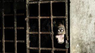 17 yıl süren eziyet! Safraları için yıllarca esir hayatına mahkum olan ayılar artık özgür