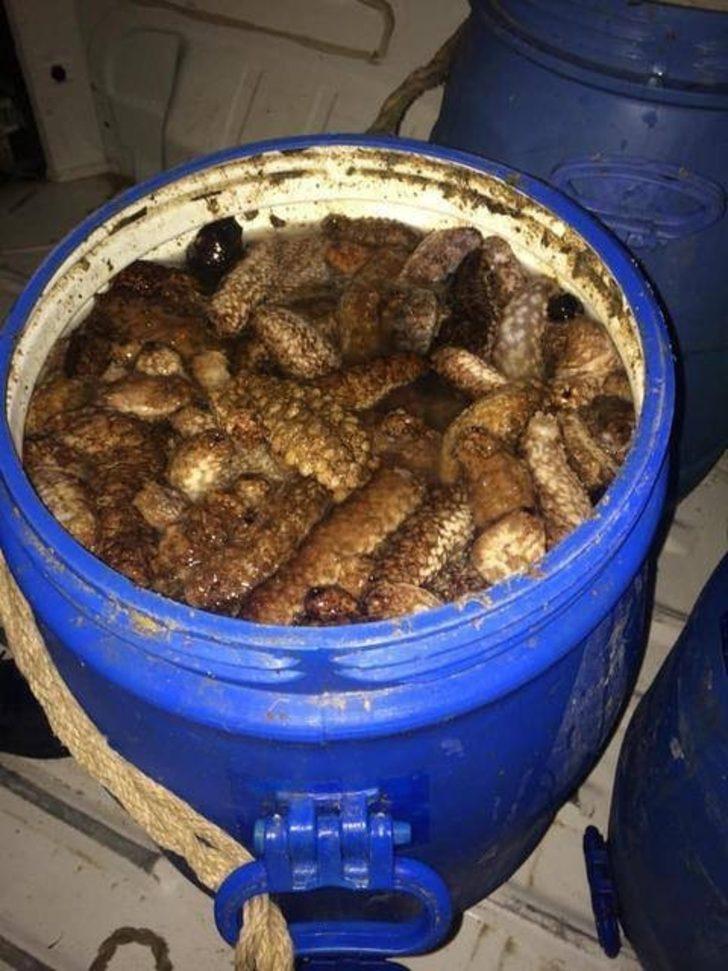 Deniz patlıcanı avcılığı 15 Nisan’da sona eriyor G3