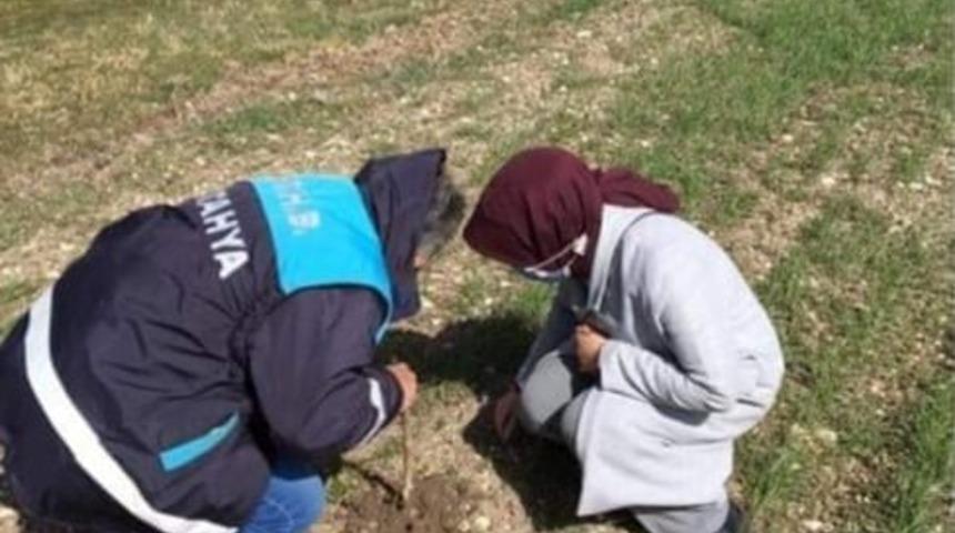 Haşhaş ekili alanlar kontrol edildi