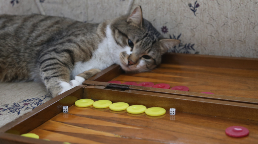 Tavlacı kedi fenomen oldu! Kapı alıp, zar atıyor