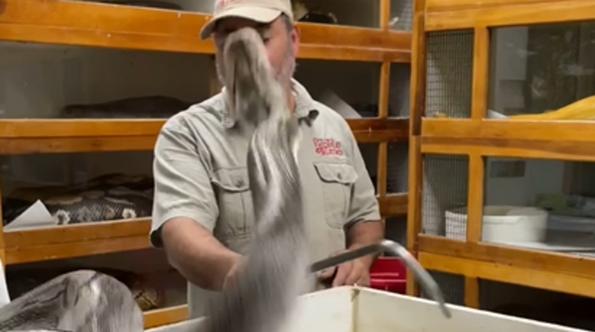 İzleyenlerin yürekleri ağza geldi! Dişlerini çıkardı, hızlıca fırladı