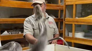 İzleyenlerin yürekleri ağza geldi! Dişlerini çıkardı, hızlıca fırladı