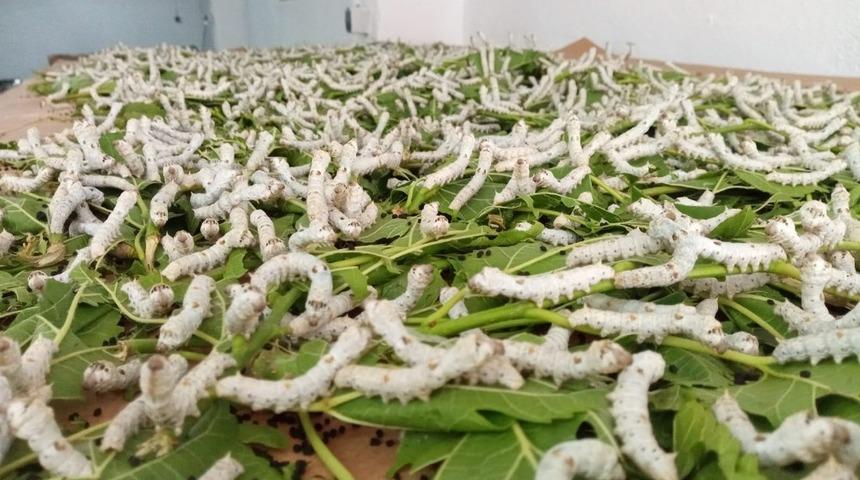 Eskişehir’de ipekböceği yetiştiriciliği ile ilgili iki projeye yüzde 100 hibe