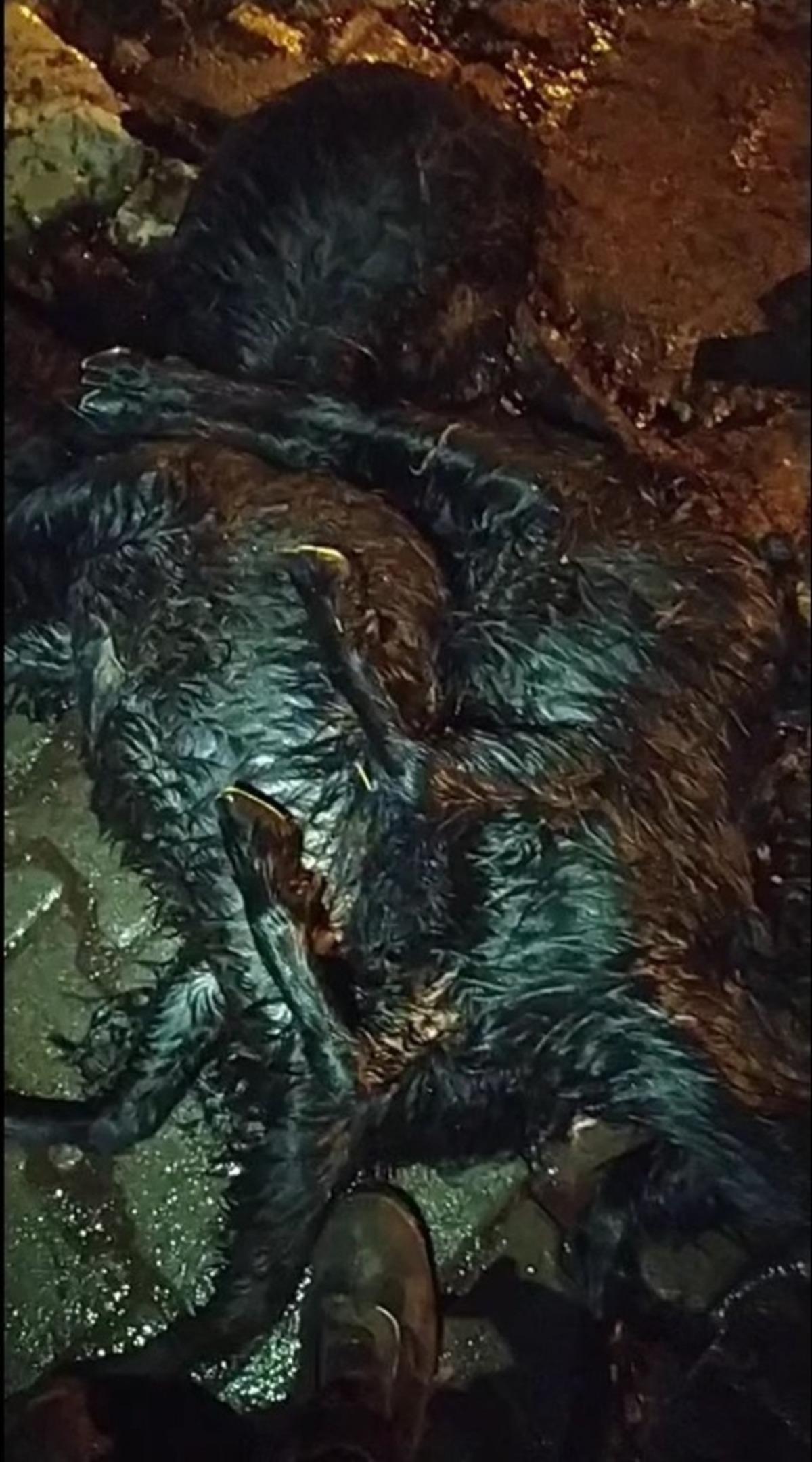 G&uuml;bre &ccedil;uvalına koyulan yemler 17 hayvanı telef etti