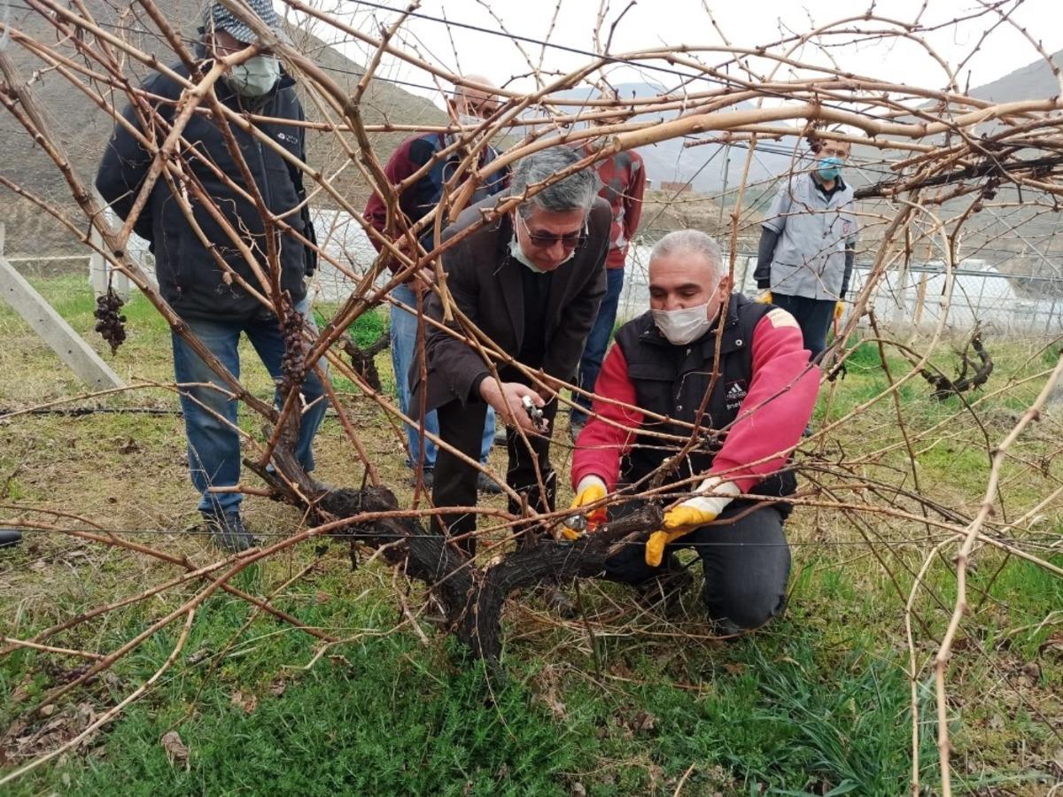 Keban&rsquo;da &ccedil;ift&ccedil;ilere, bağ budama eğitimi