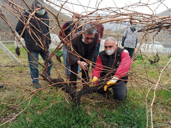 Keban’da çiftçilere, bağ budama eğitimi G1