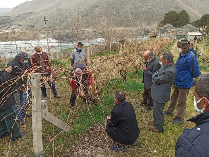 Keban’da çiftçilere, bağ budama eğitimi G2
