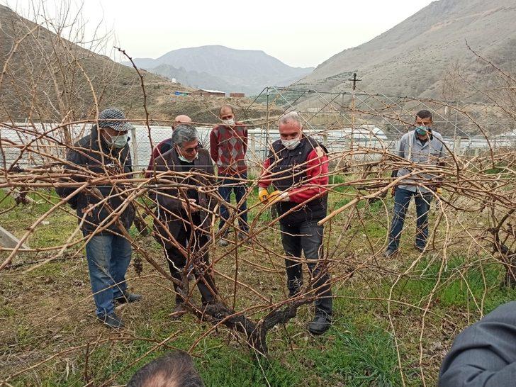 Keban’da çiftçilere, bağ budama eğitimi G3