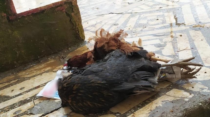 Aç kalan sokak köpekleri tavukları parçaladı