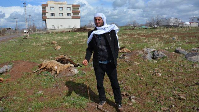 Kopan elektrik teli 11 koyunu telef etti