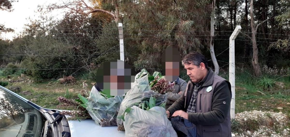 İzinsiz  toplanan 346 orkideye 160 bin TL ceza