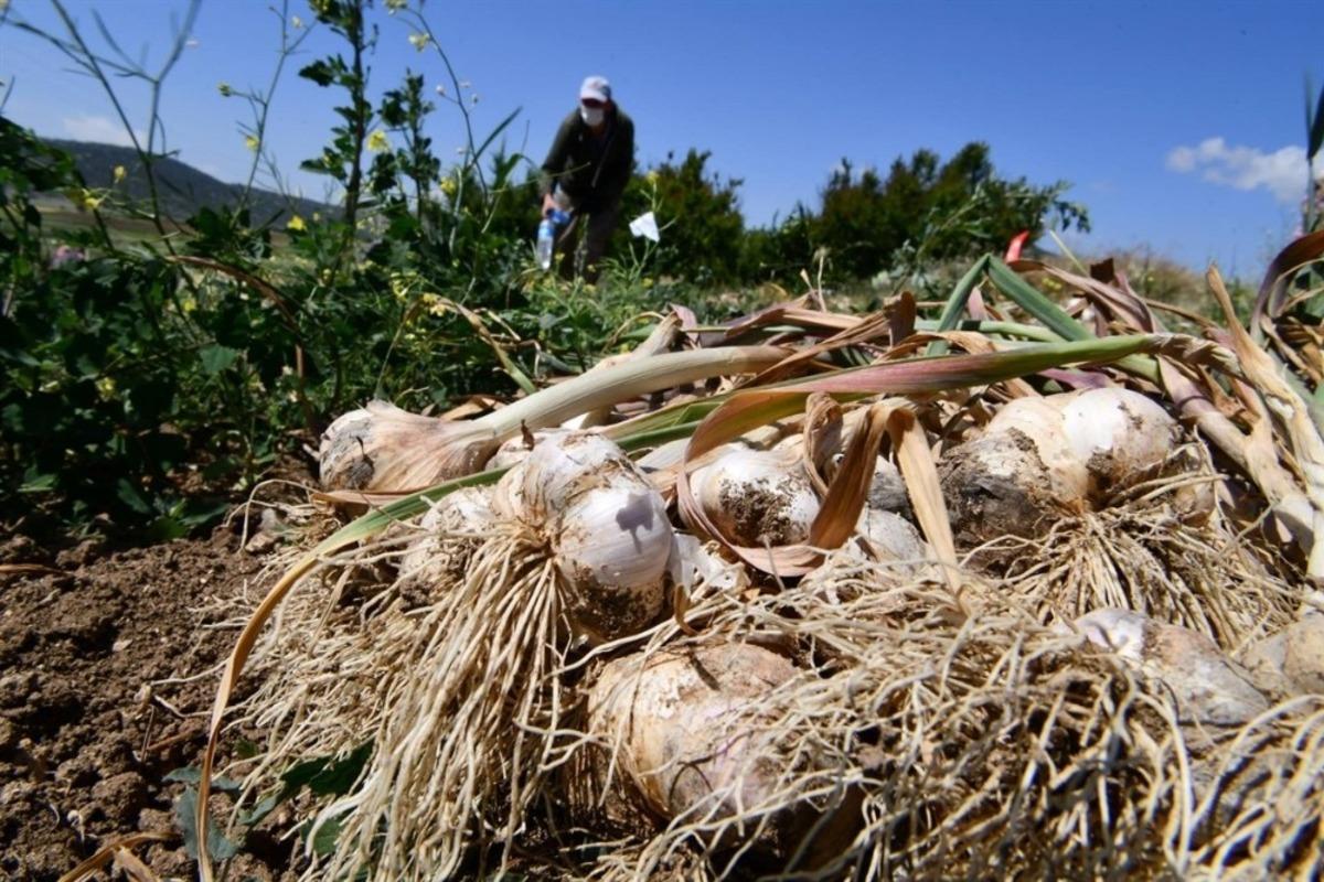 &Ccedil;altı sarımsağı i&ccedil;in coğrafi işaret başvurusu yapılacak