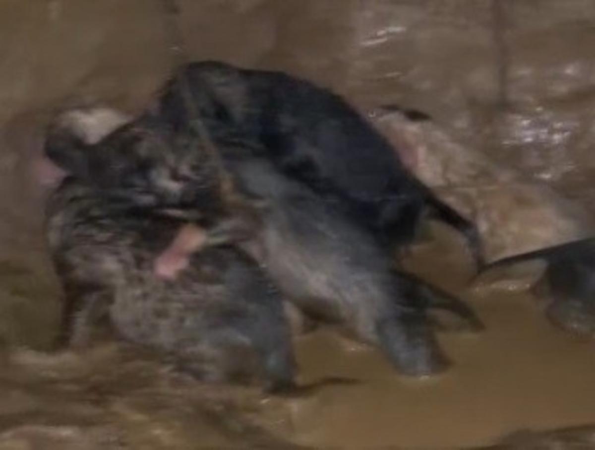 Boğulma tehlikesi ge&ccedil;iren yavru k&ouml;pekler kurtarıldı