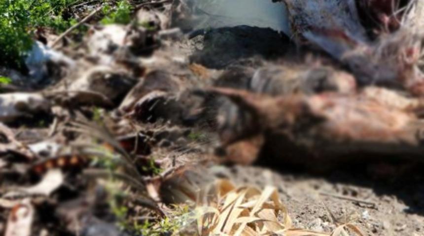Dere  yatağında çok sayıda at ve eşek kafasıyla kemikler bulundu! Vatandaşlar isyan etti