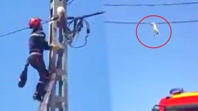 Elektrik kablosundaki akrobat kedi