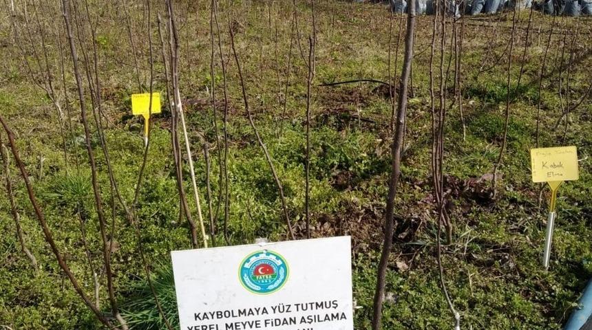 Unutulmaya y&uuml;z tutmuş meyveler yeniden yeşeriyor